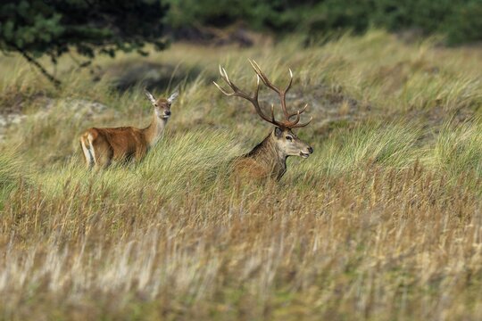 Two deer with antlers in the tall grass of a forest clearing, surrounded by natural landscape, red deer (Cervus elaphus), rutting, wildlife, Western Pomerania Lagoon Area National Park, Zingst, Mecklenburg-Western Pomerania, Germany