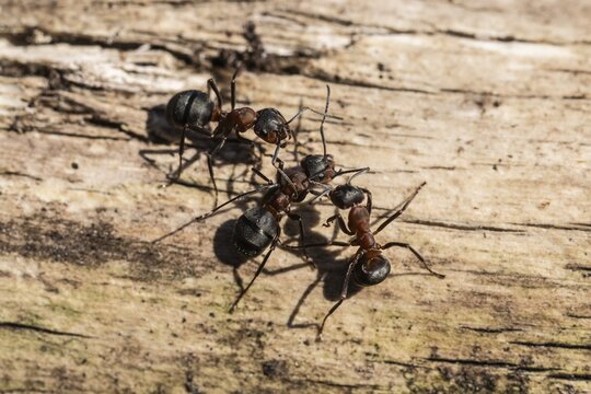 Red Wood Ants (Formica rufa), Emsland, Lower Saxony, Germany