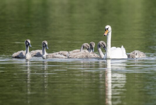 Mute swan (Cygnus olor), adult and young birds swimming on a pond, Thuringia, Germany