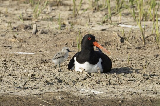 Eurasian oystercatcher (Haematopus ostralegus) adult wading bird seemingly having adopted a Pied avocet (Recurvirostra avosetta) juvenile baby bird on a wetland scrape, RSPB Minsmere nature reserve, Suffolk, England, United Kingdom