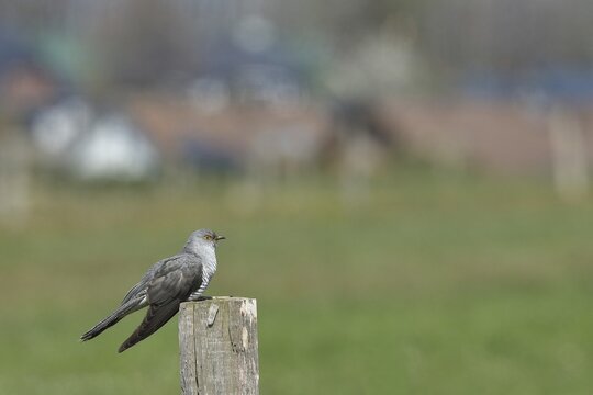 Common cuckoo (Cuculus canorus), male sitting on a post of a pasture fence at the edge of a village, Wildlife, Westerwald, Rhineland-Palatinate, Germany