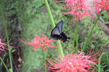 A black swallowtail butterfly sipping nectar from a red spider lily © Mt. Cape