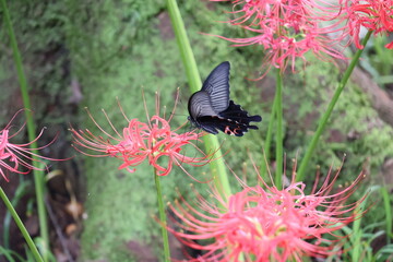 A black swallowtail butterfly sipping nectar from a red spider lily © Mt. Cape