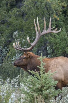 American elk Deer bull with antlers (Cervus canadensis) standing in the forest, Jasper National Park, British Columbia, Canada