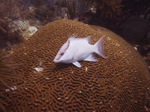 A boar wrasse (Lachnolaimus maximus) rests on a brain coral (Diploria labyrinthiformis) . Surprisingly, the fish has not matched the colour of the coral, dive site John Pennekamp Coral Reef State Park, Key Largo, Florida Keys, Florida, USA