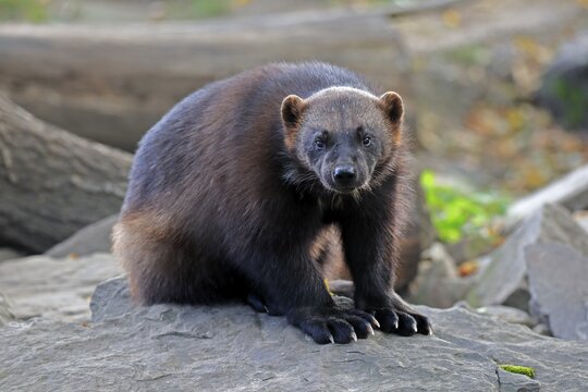 Wolverine (Gulo gulo), adult, alert, captive, North America