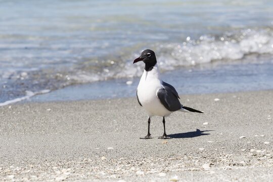 Laughing gull (Larus atricilla), on beach, Miami, Florida, USA