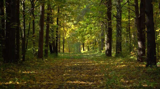 Sunlit Autumn Forest Path with Golden Leaves and Tall Trees