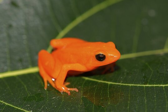Golden Mantella (Mantella aurantiaca), Analamazaotra National Park, Madagascar