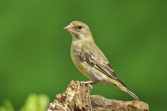 European greenfinch (Carduelis chloris), Female on a root, Siegerland, North Rhine-Westphalia, Germany