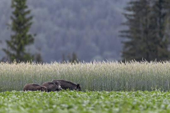 During our holiday in Slovakia, we can observe this wild boar (Sus scrofa) with its young in a beet field almost every evening, wildlife damage, agriculture, Slovakia