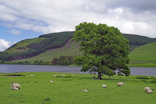 Green hills and a large tree on the shore of a loch with grazing sheep and clouds in the sky, Scottish Borders, St Mary's Loch, Scotland, United Kingdom