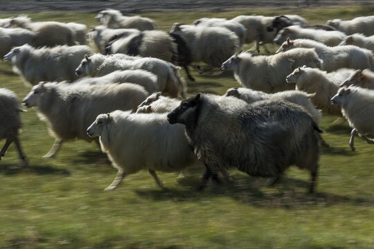 Wiping picture, running Domestic sheep (Ovis aries), sheep drive or r&eacute;ttir, Kirkjub&aelig;jarklaustur, Skaft&aacute;rhreppur, Su&eth;urland, Iceland