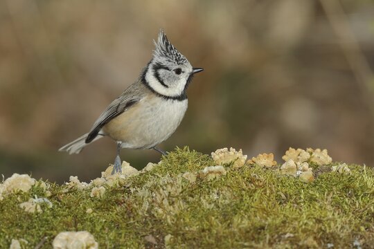 Crested Tit (Lophophanes cristatus), sitting on deadwood overgrown with moss and fungi, North Rhine-Westphalia, Germany