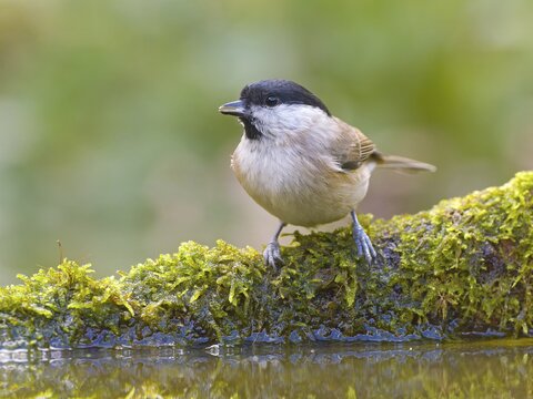 Marsh tit (Parus palustris) sitting on a mossy branch in the shallow Was, Solms, Hesse, Germany