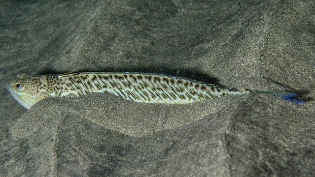 An elongated fish with a striking pattern, a weever (Trachinus draco), a venomous species, lies in the sand, dive site: El Cabron Marine Reserve, Arinaga, Gran Canaria, Spain, Europe, Atlantic Ocean