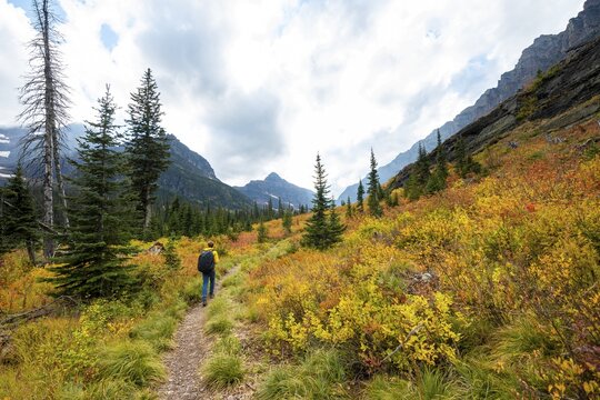 Hikers on a trail through mountain landscape, bushes in autumn colors, hiking to Upper Two Medicine Lake, Glacier National Park, Montana, USA
