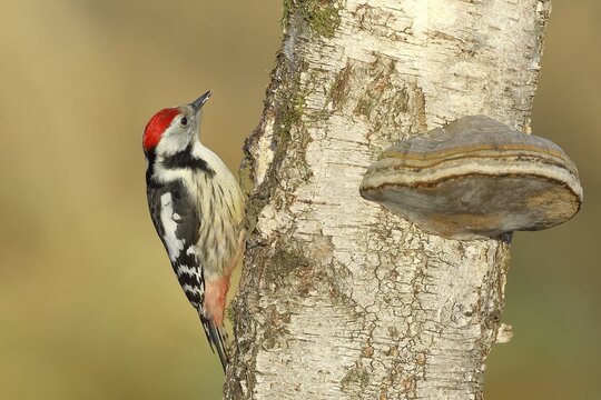 Middle spotted woodpecker (Dendrocopos medius) foraging on the trunk of a Grey birch (Betula populifolia) with Tinder Fungus (Fomes fomentarius), North Rhine-Westphalia, Germany