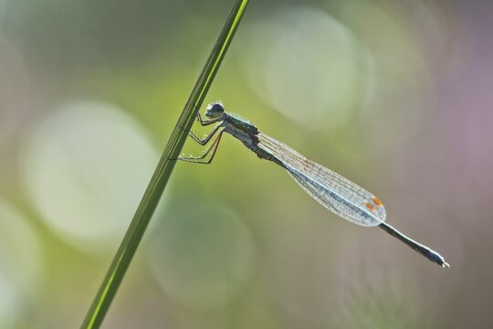 Willow Emerald Damselfly (Lestes viridis), Emsland, Lower Saxony, Germany