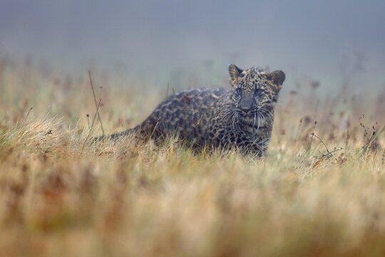 Indian indian leopard (Panthera pardus fusca) young in a meadow, Czech Republic