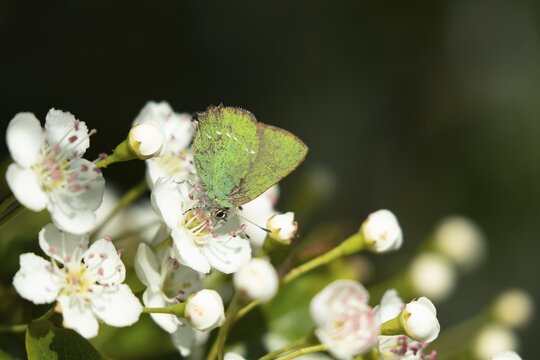 Green hairstreak butterfly (Callophrys rubi) adult insect feeding on white flowers in spring, RSPB Minsmere nature reserve, Suffolk, England, United Kingdom