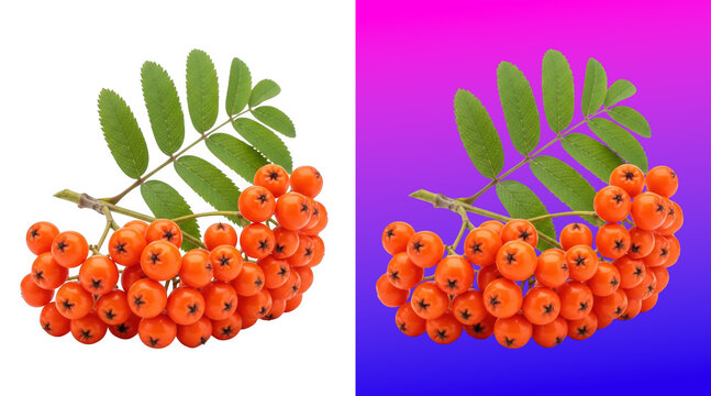 Vibrant red rowan berries cluster with green leaves background