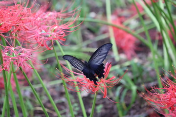A black swallowtail butterfly sipping nectar from a red spider lily © Mt. Cape