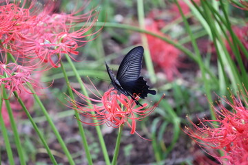 A black swallowtail butterfly sipping nectar from a red spider lily © Mt. Cape