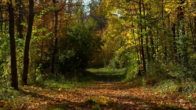 Autumn Forest Trail Covered with Fallen Leaves in Dappled Sunlight