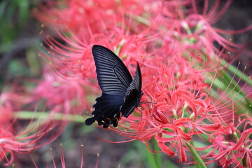 A black swallowtail butterfly sipping nectar from a red spider lily © Mt. Cape