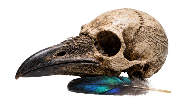 Carved bird skull with intricate feather designs resting on a vibrant iridescent feather, isolated on transparent background