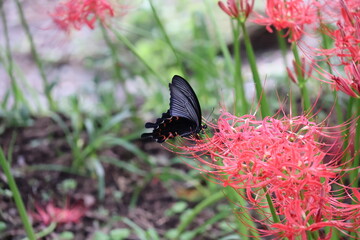 A black swallowtail butterfly sipping nectar from a red spider lily © Mt. Cape