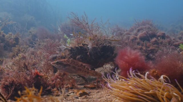Underwater shot of a camouflaged Spider Crab on the sea bed