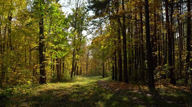 Sunlit Autumn Forest Path with Golden Foliage and Tall Trees