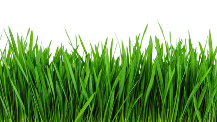 Obraz premium Vibrant green grass blades fresh and lush, isolated on transparent background