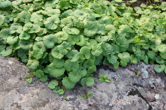 Green reniform leaves of Glechoma hederacea, also called Ground Ivy or Creeping Charlie. 