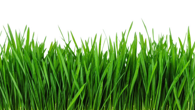 Vibrant green grass blades fresh and lush, isolated on transparent background