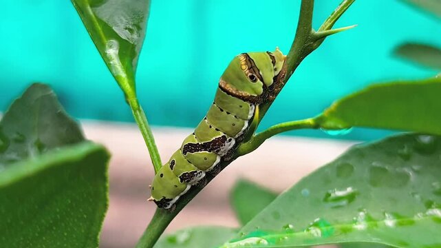 Macro shot of vivid green caterpillar perched on citrus branch showcasing natural insect metamorphosis wildlife biology ecological concept and organic garden pest observation in bright outdoor dayligh