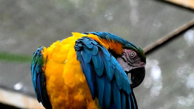 A colorful macaw parrot at the zoo cleaning its feathers