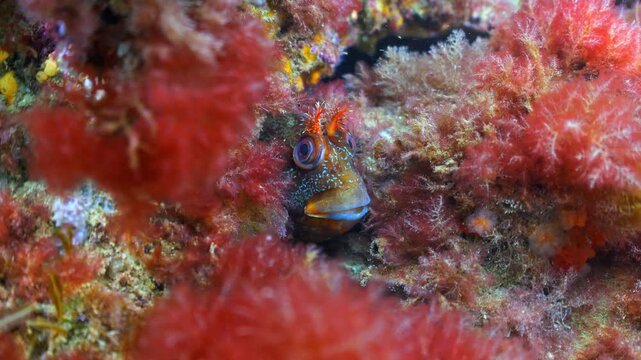 Underwater close up shot of Tompot Blenny hiding on Swanage Pier piling.