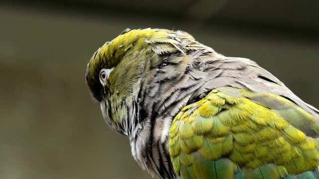 Closeup of a burrowing parrot at the zoo