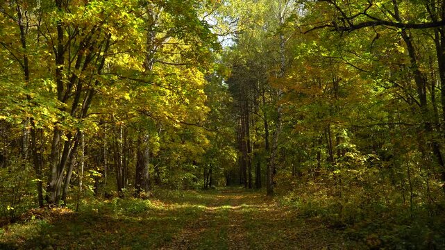 Autumn Forest Track Surrounded by Sunlit Golden Foliage and Birch Trees
