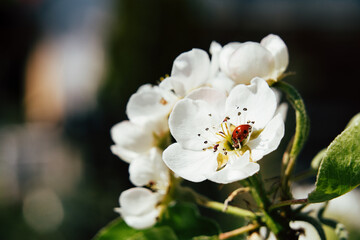 Ladybug resting on a white blossom in spring © Steve