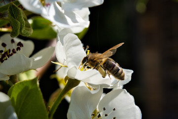 Honeybee pollinating white spring blossoms in natural light © Steve