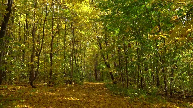 Leaf-Covered Autumn Forest Path Beneath a Golden and Green Canopy