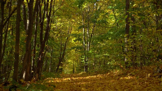 Golden Autumn Forest Path Beneath Sunlit Yellow and Green Foliage