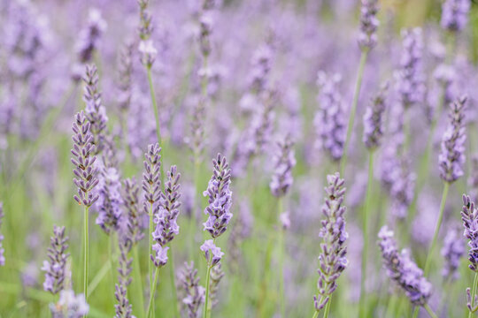 Beautiful blooming lavender flowers in a sunny summer field with soft focus and natural purple and green colors