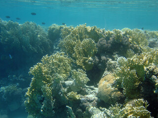 Photo of deep sea © Tarek