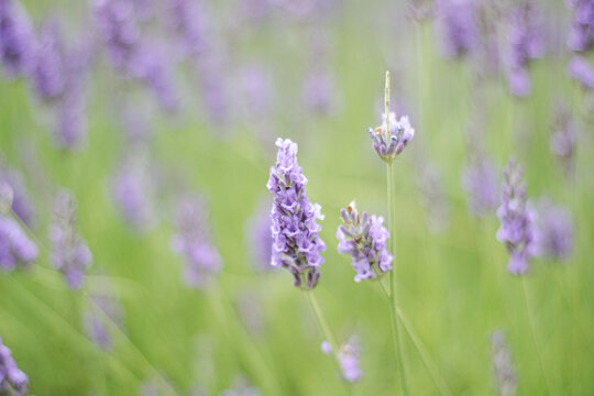 Close up view of fresh fragrant lavender blossoms growing in a rural meadow during a bright sunny day