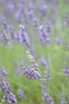 Scenic nature background featuring blooming purple lavender plants swaying gently in the summer breeze